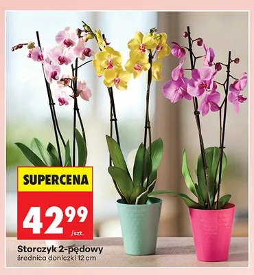 Storczyk 2-pędowy średnica doniczki 12cm promocja w Biedronka