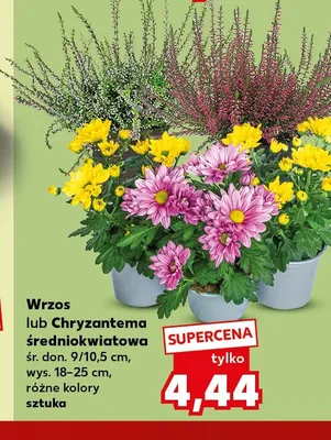 Wrzos promocja w Kaufland