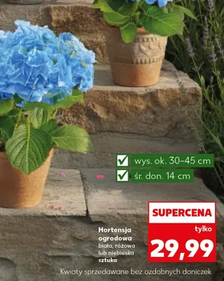 Hortensja ogrodowa biała, różowa lub niebieska promocja w Kaufland