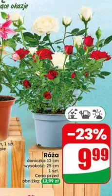 Róża doniczka 12cm wysokość 25cm promocja w Dino