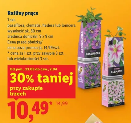 Rośliny pnące promocja w Lidl