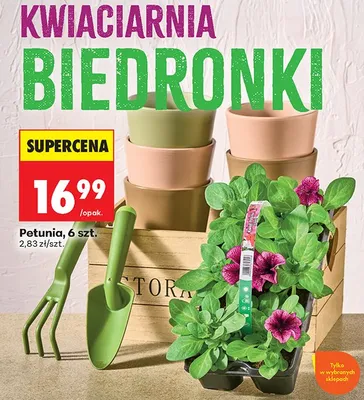 Petunia, 6 szt. promocja w Biedronka