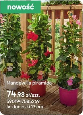 Mandewilla piramida promocja w Castorama