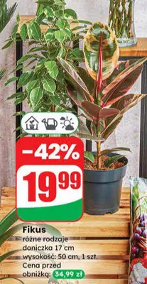 Fikus różne rodzaje promocja w Dino