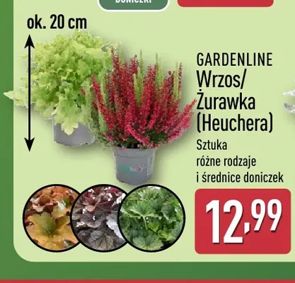 Wrzos Gardenline promocja w Aldi