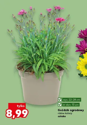 Goździk ogrodowy wys. 22-28cm śr. don. 13cm promocja w Kaufland