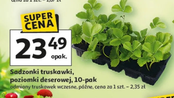 Sadzonki truskawki poziomki deserowej 10-pak promocja w Auchan
