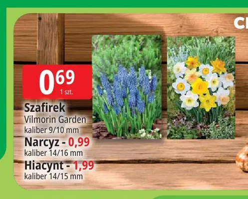 Szafirek Vilmorin Garden kaliber 9/10 mm promocja w Leclerc