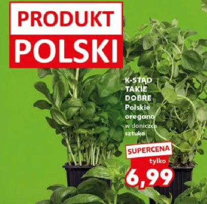 Oregano polskie w doniczce promocja w Kaufland