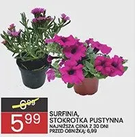 Surfinia promocja w Wafelek