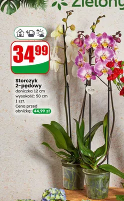 Storczyk 2-pędowy doniczka 12 cm promocja w Dino