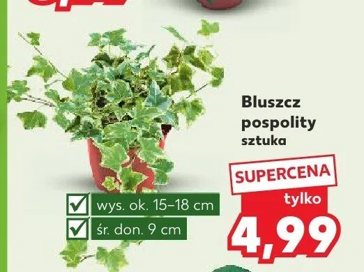 Bluszcz pospolity promocja w Kaufland