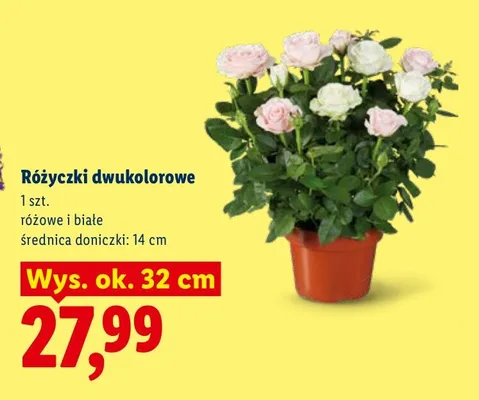 Różyczki dwukolorowe różowe i białe promocja w Lidl