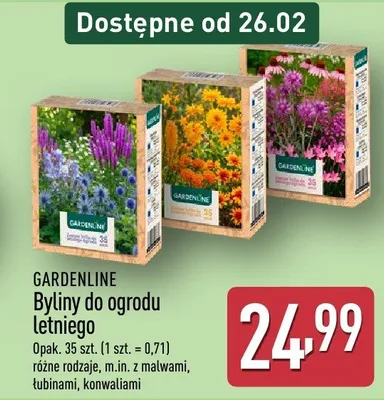 Byliny do ogrodu letniego promocja w Aldi