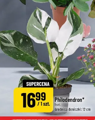 Philodendron promocja w POLOmarket