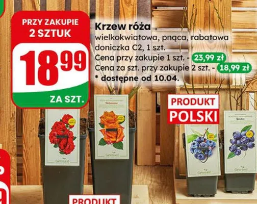 Krzew róża wielkokwiatowa, pnąca, rabatowa doniczka C2 promocja w Dino