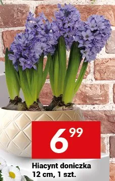 Hiacynt doniczka promocja w Twój Market