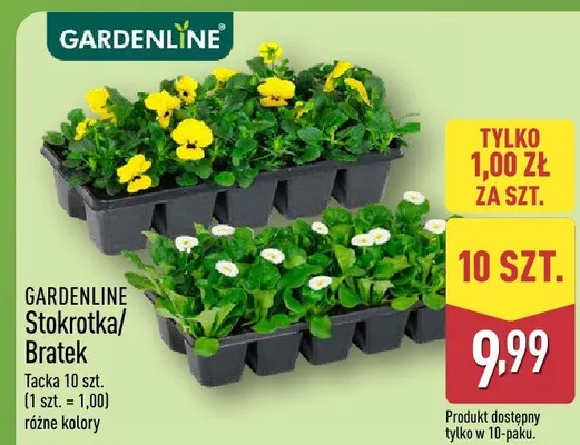 Stokrotka/bratek promocja w Aldi