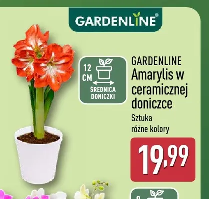 Amarylis w ceramicznej doniczce Gardenline promocja w Aldi