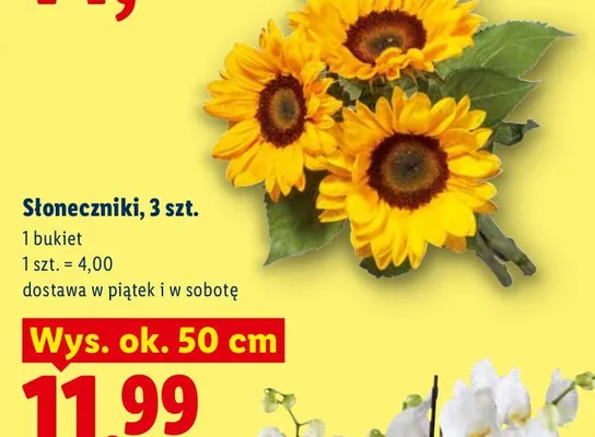 Słoneczniki 3-pak wys. ok. 50 cm promocja w Lidl