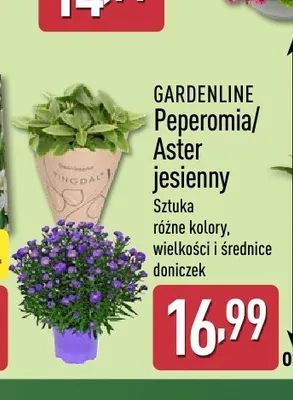 Peperomia Gardenline promocja w Aldi