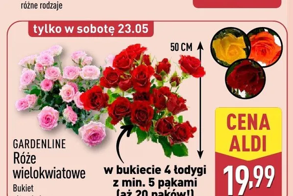 Róże wielokwiatowe GARDENLINE promocja w Aldi