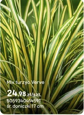 Mix turzyce Verve promocja w Castorama
