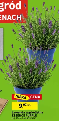 Lawenda wąskolistna ESSENCE PURPLE promocja w Leroy Merlin