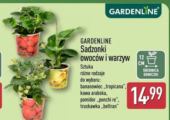 Sadzonki owoców i warzyw Gardenline kawa arabska promocja w Aldi