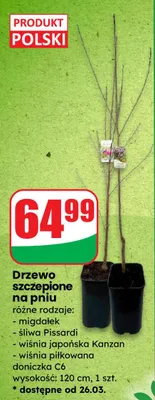 Drzewo szczepione na pniu różne rodzaje: migdałek, śliwa Pissardi, wiśnia japońska Kanzan, wiśnia piłkowana doniczka C6 wysokość: 120 cm promocja w Dino