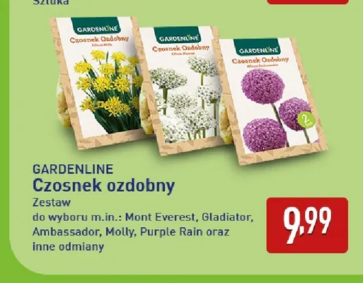 Czosnek ozdobny Purple Rain Gardenline promocja w Aldi