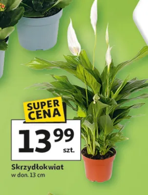 Skrzydłokwiat promocja w Auchan