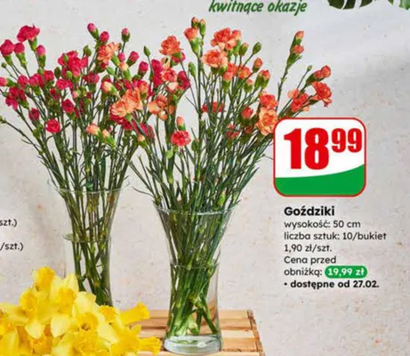 Goździki promocja w Dino