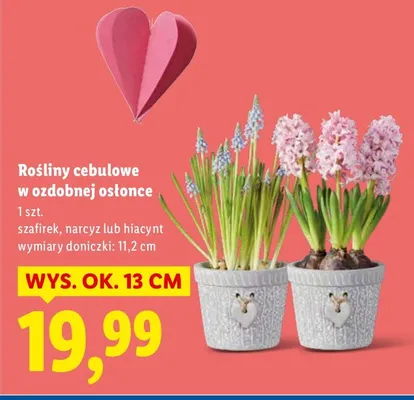 Rośliny cebulowe w ozdobnej osłonce promocja w Lidl