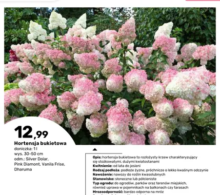 Hortensja bukietowa Vanila Frise doniczka 1 l wys. 30-50 cm promocja w Bricomarche