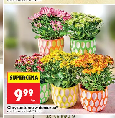 Chryzantema w doniczce promocja w Biedronka