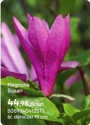 Magnolia Susan promocja w Castorama