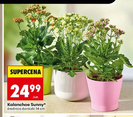 Kalanchoe Sunny promocja w Biedronka