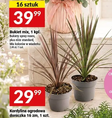 Kordylina ogrodowa doniczka 16 cm promocja w Twój Market