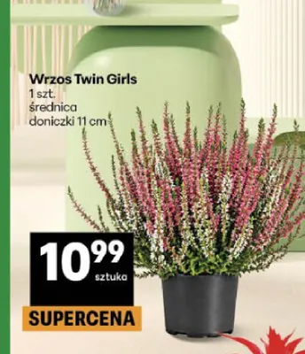 Wrzos Twin Girls promocja w Delikatesy Centrum