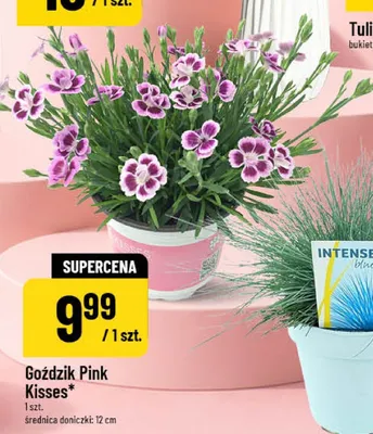 Goździk Pink Kisses średnica doniczki: 12cm promocja w POLOmarket