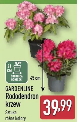 Rododendron krzew promocja w Aldi