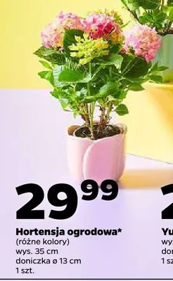 Hortensja ogrodowa promocja w Netto