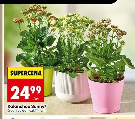 Kalanchoe Sunny promocja w Biedronka