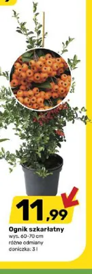 Ognik szkarłatny wys. 60-70 cm doniczka 3 l promocja w Bricomarche