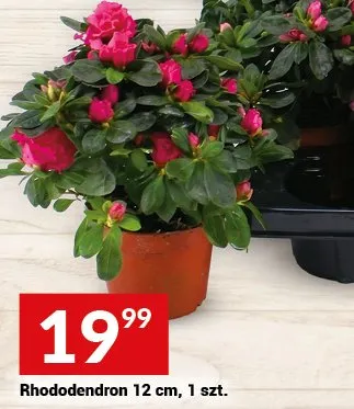 Rhododendron doniczka 12 cm promocja w Twój Market