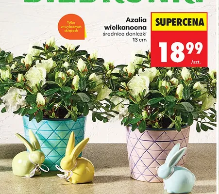 Azalia wielkanocanocna w doniczce promocja w Biedronka