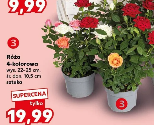 Róża 4-kolorowa wys. 22-25cm śr. don. 10,5cm promocja w Kaufland