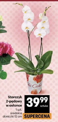 Storczyk 2-pędowy w osłonce średnica doniczki 12cm promocja w Delikatesy Centrum