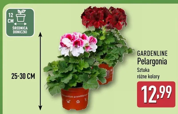 Pelargonia promocja w Aldi